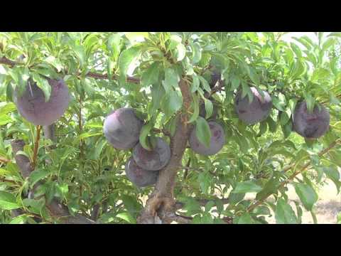 download lagu mp3 mp4 Queen Garnet Plum Season 2019, download lagu Queen Garnet Plum Season 2019 gratis, unduh video klip Queen Garnet Plum Season 2019