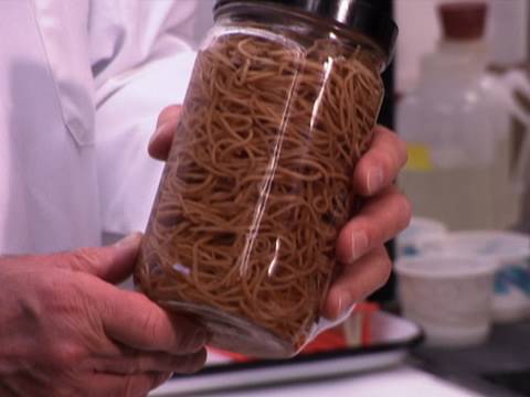 Molti parassiti hanno la struttura del corpo semplificata in confronto a Da un parassita della persona delle più grandi dimensioni si estende
