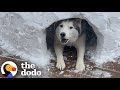 Sad Husky Can't Play Any Sports This Winter So This Couple Builds Him An Igloo | The Dodo