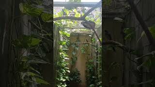 Download lagu membuat kandang ternak yg nyaman... #aviary #muraibatu #muraibatumedan mp3