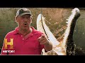 Swamp People Troy S MASSIVE Gator Catch Saves The Day Season 13