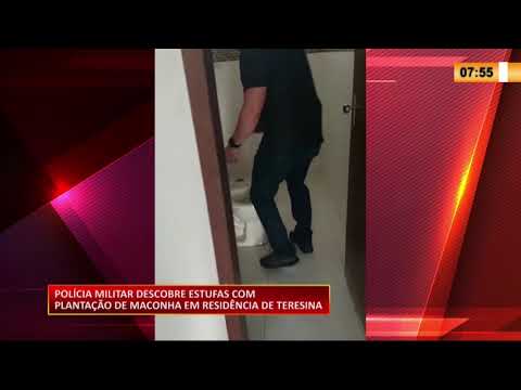 PoliÌcia Militar descobre estufas com plantacão de maconha em resideÌ‚ncia de Teresina 03 08