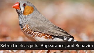 Zebra Finch Size, Appearance, and Behavior || zebra finch as pets || Where to Find the Zebra Finch
