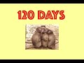 Spotted Hyenas The Toughest Childbirth In The Animal Kingdom