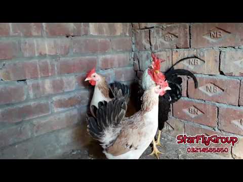 , title : 'Buttercup Hen Breed Farming Pakistan Lahore'