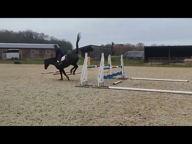 Jolie Hanovrienne 5 ans