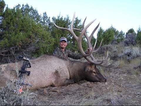 Mastering Your Elk Calling; Does it Really Matter if You Know What You Are Saying?