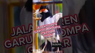Download lagu jalak suren gacor mompa, #jalak suren gacor isian mewah, #jalak suren gacor full isian mewah, mp3