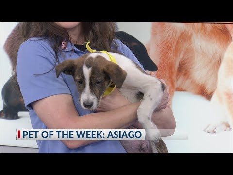 Pet of the Week: Asiago - YouTube