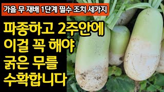 가을 무 파종하고 2주안에 이걸 꼭 해야 굵은 무를 수확합니다