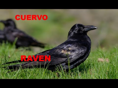 CUERVO | RAVEN | Corvus corax