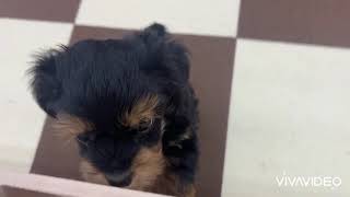 ハーフ犬の動画01