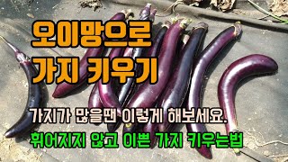 텃밭농사 오이망으로 가지키우기 가지가휘는이유 가지를 건조해 말려 놓으면 겨울내내 맛있는 반찬이됩니다. 가지병…