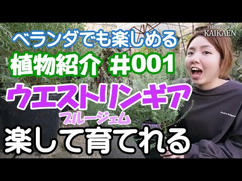 園芸 長葉のオーストラリアンローズマリー