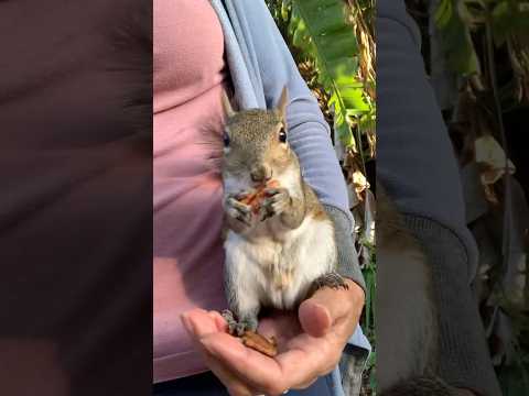Nuts: The Key to Feeding Squirrels