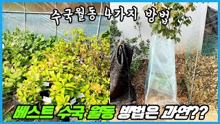 추운 지역에서 수국 꽃을 피우는 4가지 방법!! 수국 꽃이 안핀다면 꼭 보세요!!