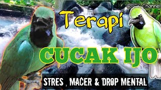 Download lagu TERAPI Cucak Ijo Stres Macet Bunyi drop mental Amp... mp3