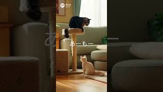 新入り子猫が来た日、先住猫が威嚇！追いかけっこ開始…仲良くなるのはまだ先？【猫あるある｜AIアニメ】