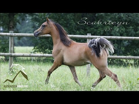 Scahrteyn ARA - Alprausch Arabians