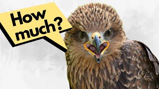 How much money do you need to buy a bird of prey? | Falconry advice