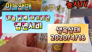 마늘재배, 마늘 굵게 하기 위한 엽면시비. 황산가리+구비대제 엽면시비 [농사TV]