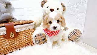 ハーフ犬の動画01