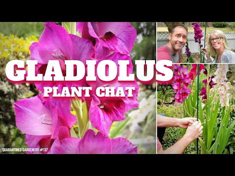 Gladiolus Plant Care | How to Care for Gladiolus