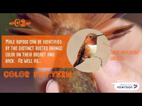 ASK A NATURE NERD: The Rufous Hummingbird