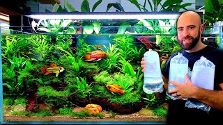 Adding TERRITORIAL Fish To My Self Balancing Ecosystem Aquarium