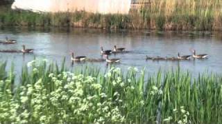 Greylag Geese with their offspring in Kinderdijk
