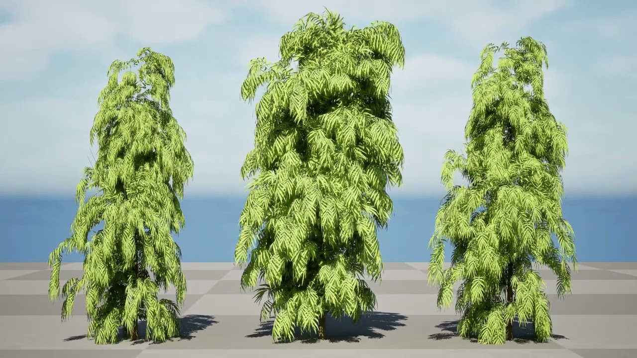 South African Podocarpus Henkelii Pack 3D Model