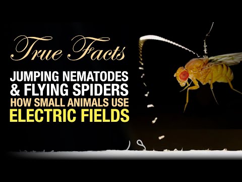 True Facts: Electric Nematodes and Flying Spiders