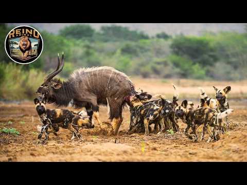 Africa: Survival of the Little Warriors in the Savannah #wildanimals | Animal Kingdom