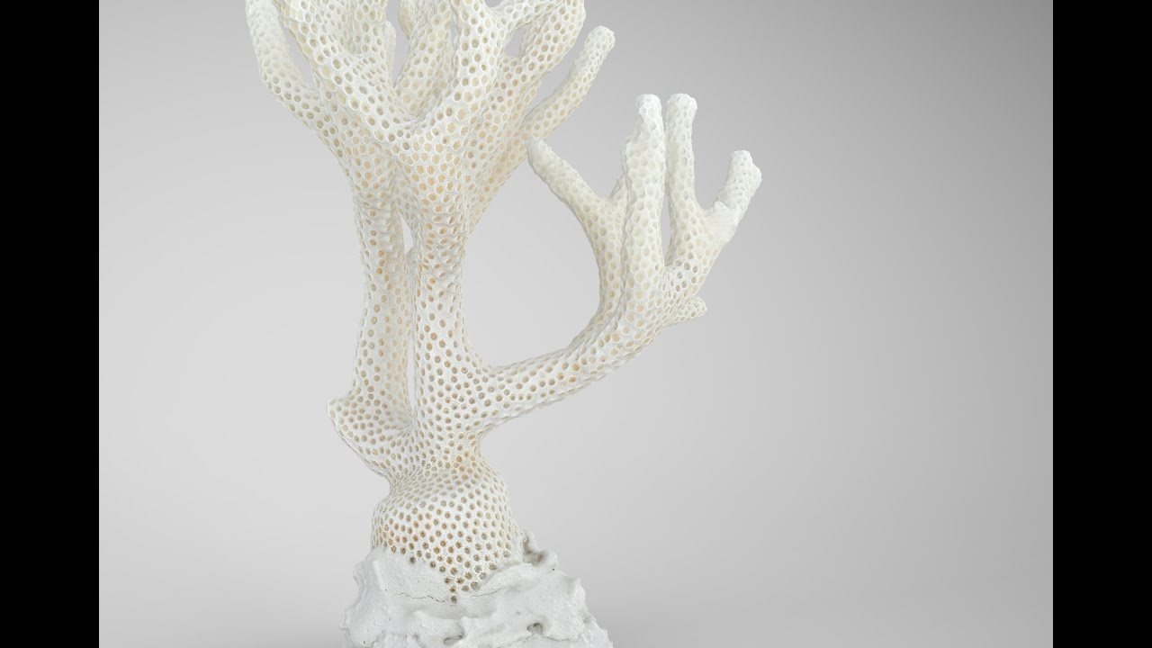 Coral 3D Model