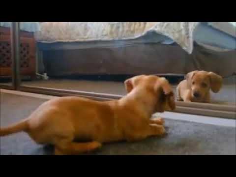 Dogs And Cats - Best Funny Animal videos of The 2021