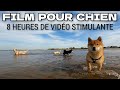 Film Pour Chien Seul 8 Heures De Stimulation Pour Chien Anxieux