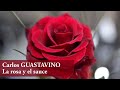 Carlos GUASTAVINO ◆ La rosa y el sauce ◆ Agathe Martel & Marc Bourdeau