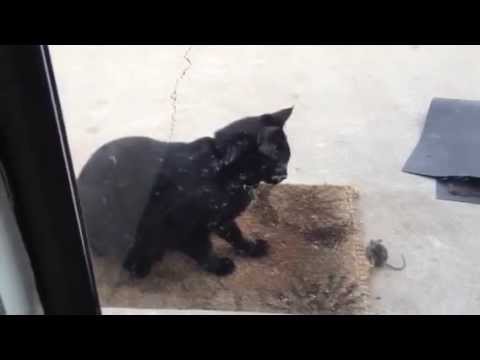 Why cats are great to have