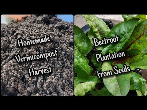 Homemade Vermicompost Harvest | Beetroot Plantation from Seeds #organic #pannpetals #garden