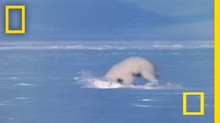 Polar Bear Attacks Seal | National Geographic