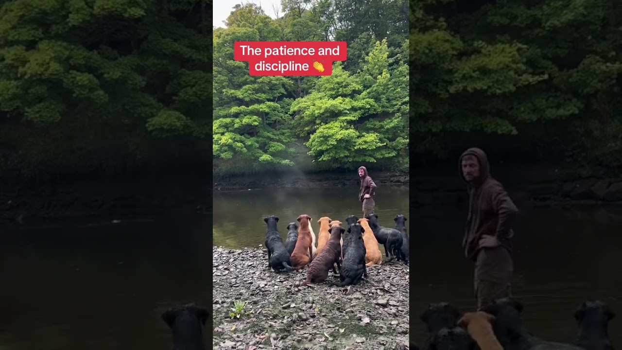 This is awesome 👏 (via @slingleygundogs/TT)