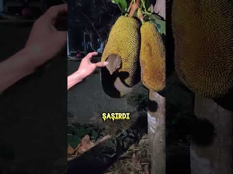 Kuyruklu MEYVE! 🍍😨