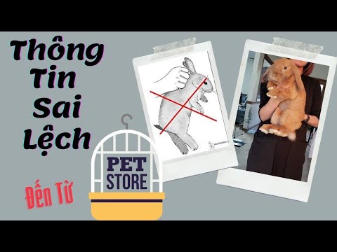 , title : '10 Thông Tin Sai Lệch Về Thỏ Từ Tiệm Thú Nuôi - 10 Incorrect Informations From Pet Store'