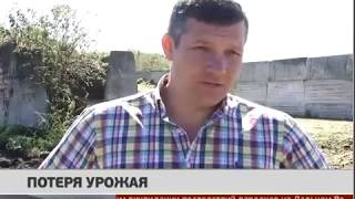 Перейти к новости Ущерб сельхозпроизводителей края от паводка превысил 160 млн. руб.