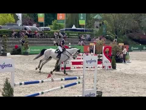 Caldwell (Grandorado x F-One USA) 2025/05/03 ZO Jakubowice - 120 cm