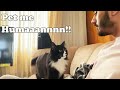 Fluffy Tuxedo Cat Politely Asking To Get Petted L CrazyCatish