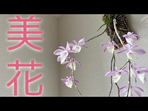 美しくエキゾチックで繊細な花のコレクションを作成するために、竹製のデンドロビウム蘭を世話するにはどうすればよいですか?  庭園