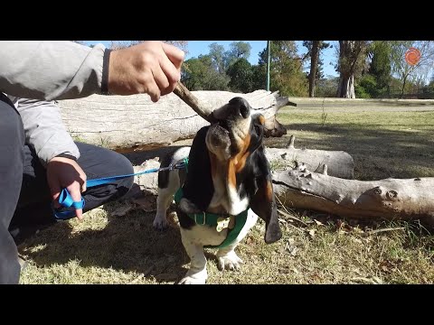 El perro batata: lo que no sabías de la raza Basset hound | Momento Mascotero