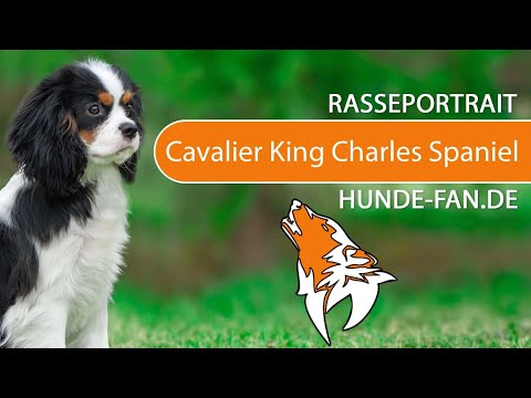 ► Cavalier King Charles Spaniel [2020] History, Appearance, Temperament, Training, Exercise, Health