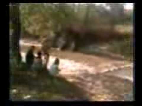 La rìu la  bumbesti pitic